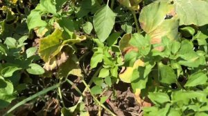 Дыня Шарантская ( Charentais Melon )