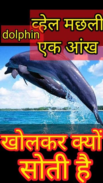 डॉल्फिन एक आंख बंद करके क्यों सोती है || #shorts #youtubeshorts #facts #dolphin #animals #sleep смотреть онлайн