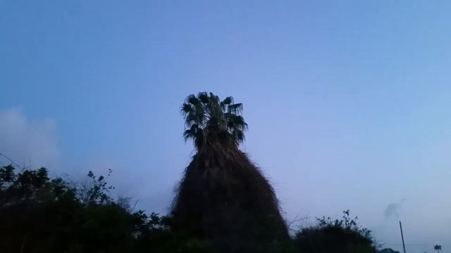 Пение птиц в Израиле(3) смотреть онлайн