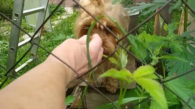 Бивер и сосед Йорик. смотреть онлайн