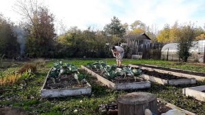 Осенняя уборка огорода.