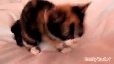 КУКИ УМЕР? ПОДПИШИСЬ И УЗНАЙ! КУКИ СЛИВКИ ШОУ