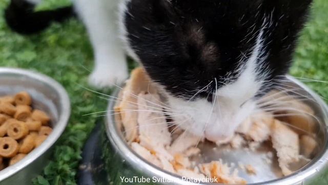 Funniest Animals! What food will the cat choose?  Gatti divertenti. Lustige Katzen! Hewan lucu!