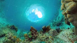 Coral reef and tropical fish. Panglao, Philippines.