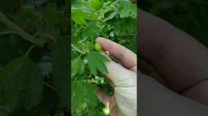 Купили заброшенный участок. Продолжаем наводить порядок.