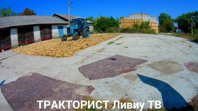 ✔МТЗ 82 и 2ПТС.4 ВЫВОЗКА ФАСОЛЫ И ТРАМБОВАНИЯ