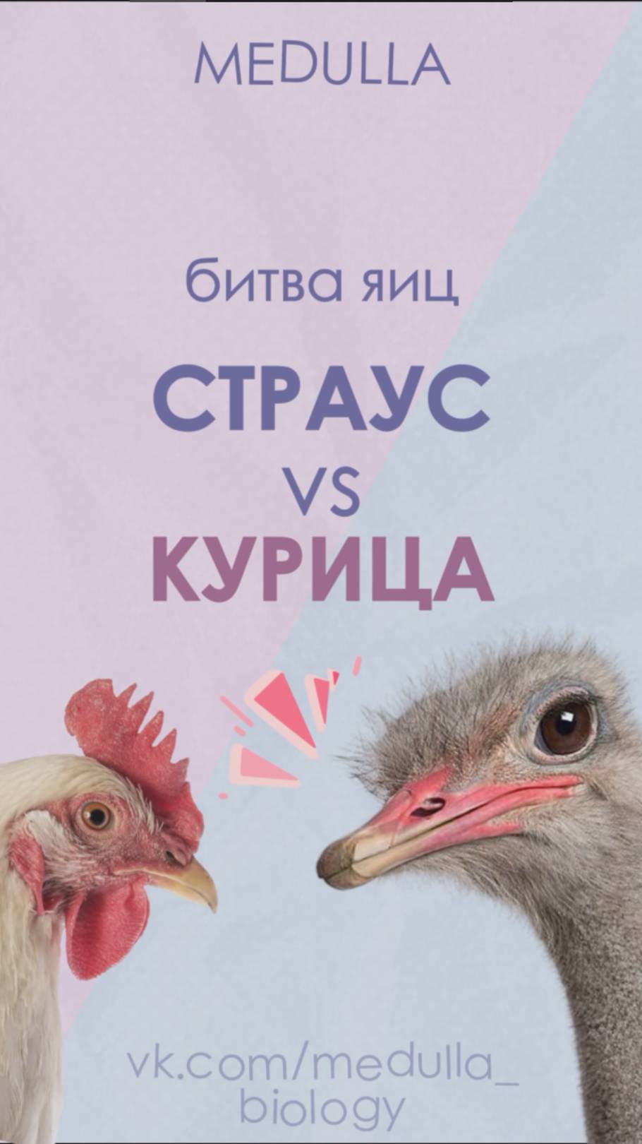 Яичная битва: курица или страус? #страус #курица #яйца #факты #интересно #животные #обзор #пасха