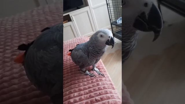 Джокер решил прибраться, перед приходом гостей! 😅👍 смотреть онлайн