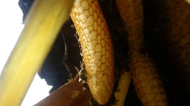 Первый осмотр залетевшего в колоду роя. смотреть онлайн