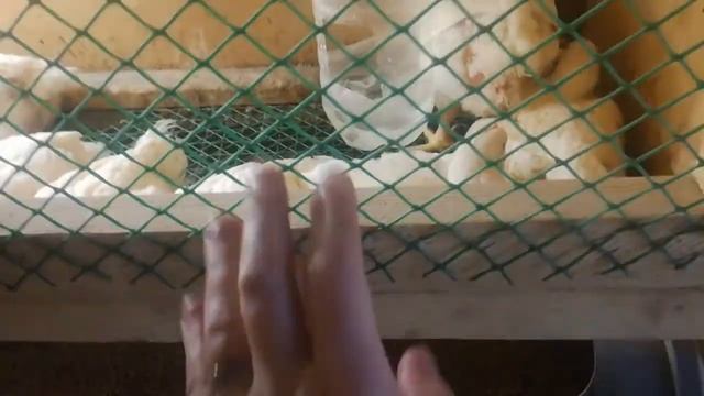 Бройлер кобб 500- эксперимент выращивания. #этап 5 смотреть онлайн