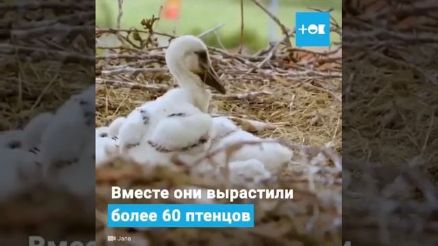 Интересная историяshorts