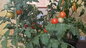 Томат Балконное чудо. Перчик Золотничок острый. Урожай с балкона и подоконника.