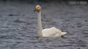 Лебедь-кликун. самое интересное