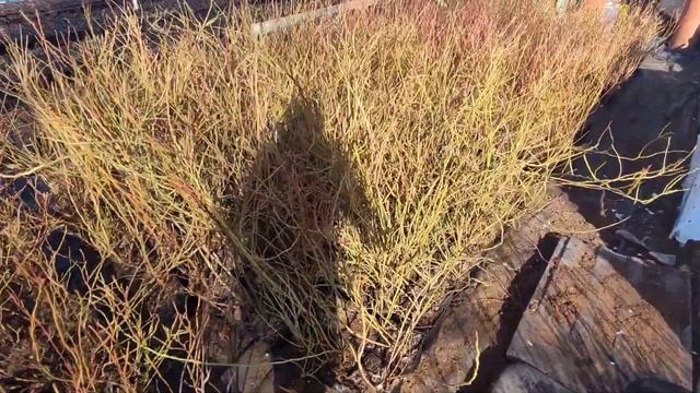 Саженцы голубики. 19.03.2024 г. Ставрополь. смотреть онлайн