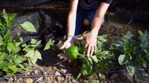 California Wonder Bell Pepper | Growing & Harvesting This Useful Plant