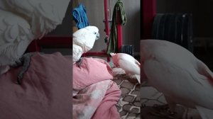 Какаду Инка и какаду Альба знакомство...