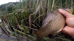 КРУПНЫЙ КАРАСЬ НА ЗАТОПЛЕННОЙ ДОРОГЕ. Рыбалка на боковой кивок