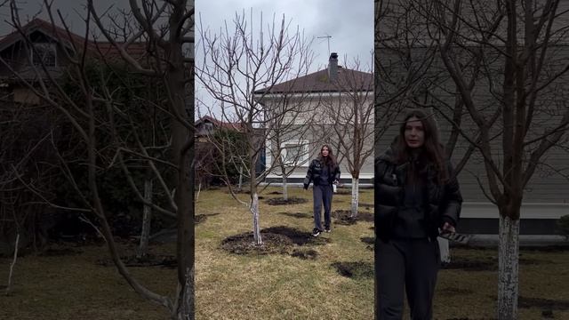 Тюльпаны в приствольных кругах плодовых деревьев 😍
