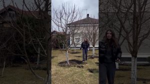 Тюльпаны в приствольных кругах плодовых деревьев 😍