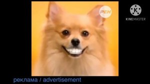 реклама pedigree denta stix палочек для собак