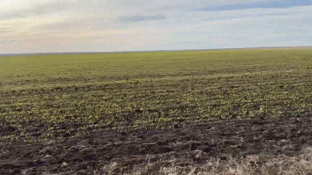 Состояние посевов озимого ячменя 06.01.2024. Падалица пшеницы. Вспашка смотреть онлайн