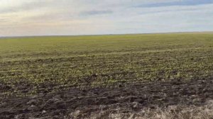 Состояние посевов озимого ячменя 06.01.2024. Падалица пшеницы. Вспашка