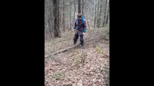 Как падают деревья