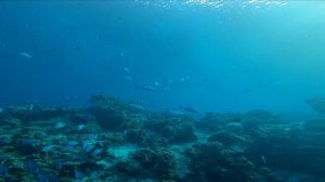 Scuba diving Sipadan