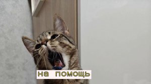 Надоедливый кошак
