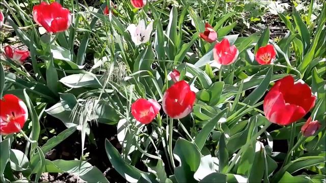 13 мая — Яков Теплый