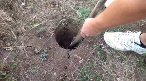 Как спасти ёжика из узкой ямы. Ёжик спасён!!!