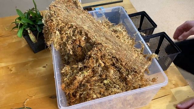 N. hamata cuttings смотреть онлайн