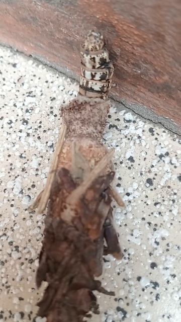 larva de polilla del estuche (Phereoeca) смотреть онлайн