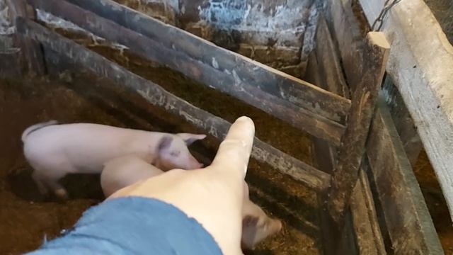 Поросята остались одни. смотреть онлайн