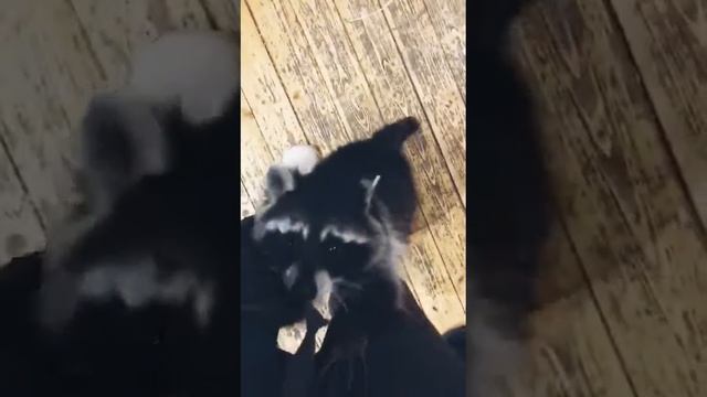 Еноты кушают манго смотреть онлайн