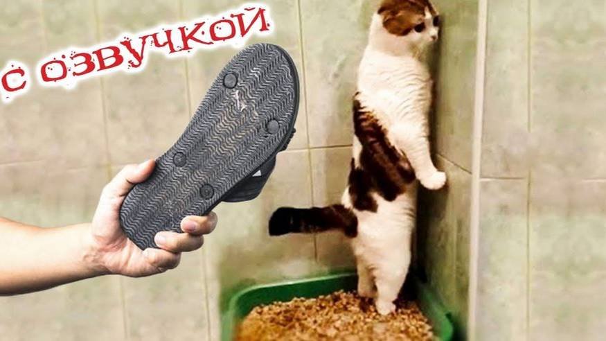 приколы с котами! смешные коты с озвучкой! угарные смешные животные! до слёз