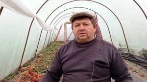Клубника: беспощадная чистка балаганов