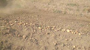 Уралец 224 + картофелекопалка бомет с боковым выбросом