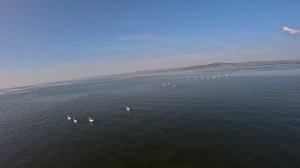 Стая лебедей на Волге с коптера