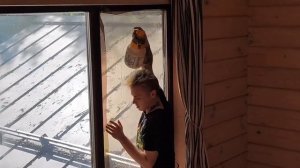 Бронзовая тонировка панорамных окон в загородном доме