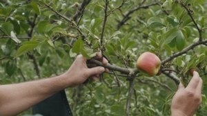 Как правильно привить яблоню мостиком особенности и преимущества способы прививки - Деревья