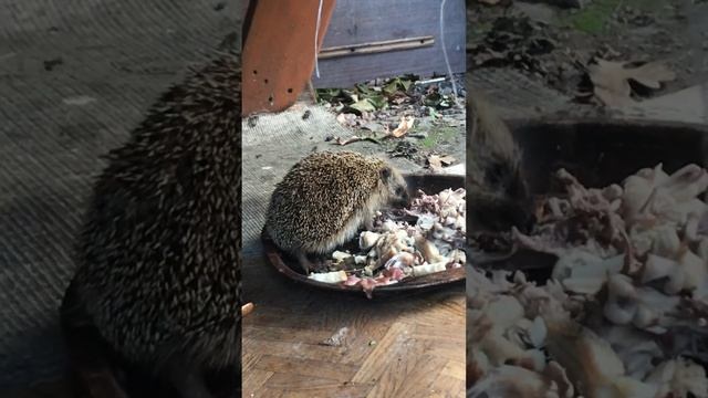 Ёжик кушает мясо смотреть онлайн