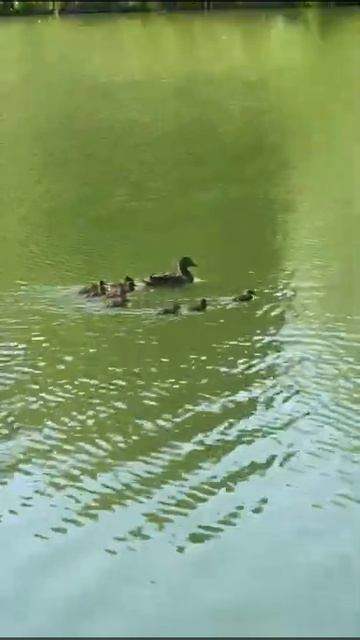 утка и утята #утята #утка #природа смотреть онлайн