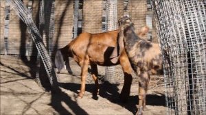 Козы камори и нубийский козёл 16.04.2025