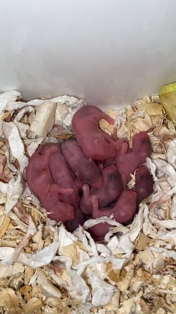 Дети 2-5дней #сирийскийхомяк #хомячки #babyhamster #hamsterbabies