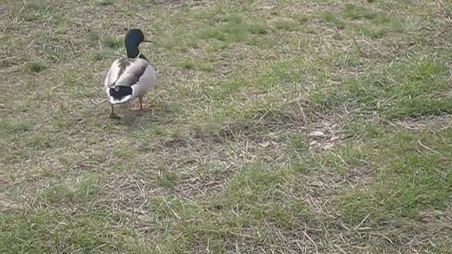 Не складная пара смотреть онлайн