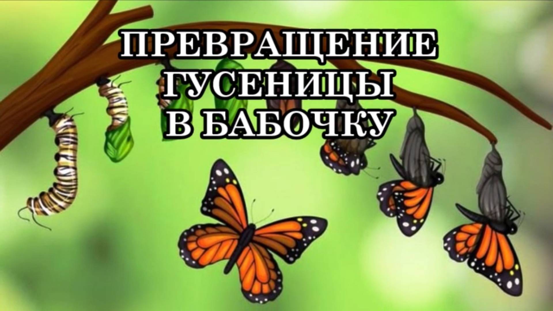 КВАНТОВЫЙ ПЕРЕХОД ЧЕЛОВЕКА – ЭТО ПРЕВРАЩЕНИЕ ГУСЕНИЦЫ В БАБОЧКУ
