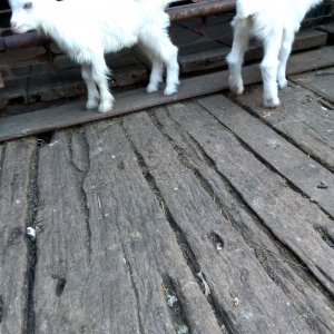 козлятушки ребятушки отопейтесь