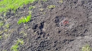 14.4.25г.  Весенний  Уход за ПИОНАМИ!!!  ПЕРЕСАДКА на Другое МЕСТО!!!