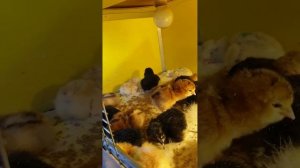 Вылупляются цыплята.